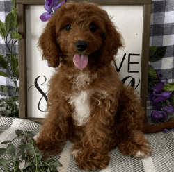 Friendly male and female Cavapoo Puppies