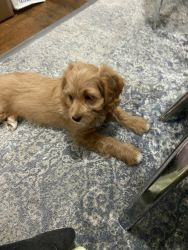Selling 2 month old cavapoo