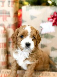 adorable cavapoo puppies available