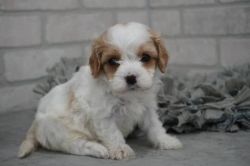 Cavapoo pups for sale