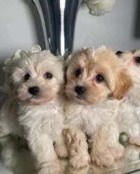Outstanding Cavapoo puppies