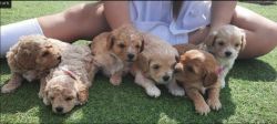 Cavoodle puppies at Christmas gift prices