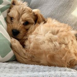 sweet cavapoo for home
