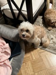 Female Cavapoo, 9 months old
