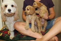 Cavapoo Puppies Ready To Leave