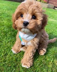 Lovable Cavapoo Puppies Available for Christmas