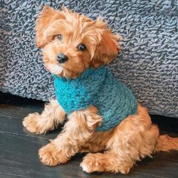 cavapoo puppies ready for adoption