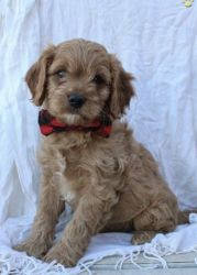 Beautiful Cavapoo 4 months old-Male