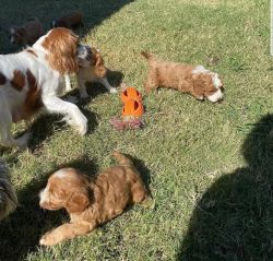 Maltipoo and Cavapoo puppies for sale