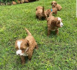 Maltipoo and Cavapoo puppies for sale