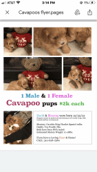 Cavapoo puppies For Sell