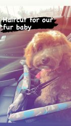 7 Month Old Male CavaPoo