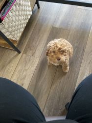 I have a Cavapoo puppy, who was born on 12/5/21. Due to personal chang