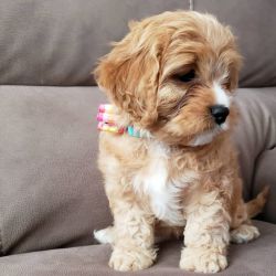 Cavapoo puppies male and female