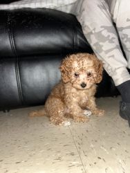 CavaPoo, All Vaccinations, Store bought (Puppies Paradise)