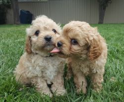 Cavapoo puppies for homes