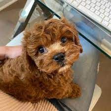 Candand Cavapoo Puppies for Sale