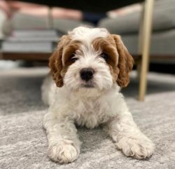 cavapoo pupppies for sale