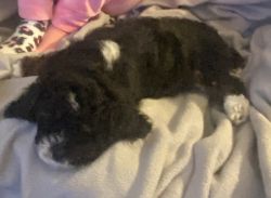 Sweet 12 week old Cava Poo boy puppy for sale