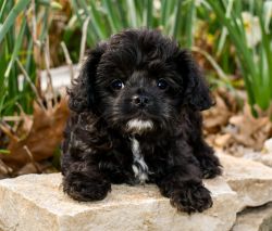 Franklin is a male Cavapoo puppy