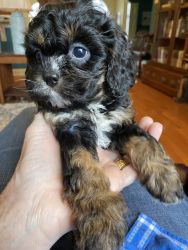 Male cavapoo for sale