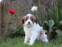 Cavapoo Lulu is looking for her forever home.