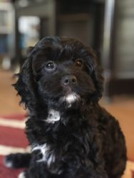Pending - Cavapoo Lily looking for someone to love her