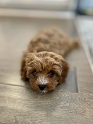 F1 Female 9 week old Cavapoo Puppy for sale