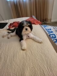 Adorable, happy, 7 month old, 7lb Cavapoo girl