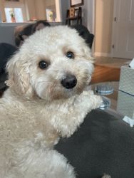 Adorable Cavapoo for sale