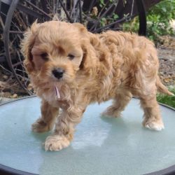 Lovely Cavapoo Puppies for sale