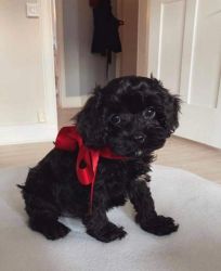 Lovely Cavapoo Puppies for sale