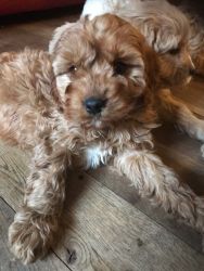 Available cavapoo pups