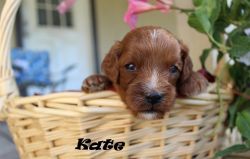 Cavapoo puppy-Kate