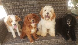 Four puppies for sale in Summerville South Carolina