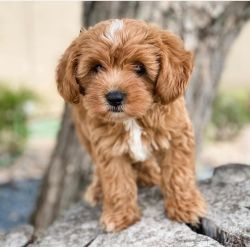 Cavapoo puppies online for sale
