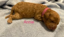 Annie F1b cavapoo puppy