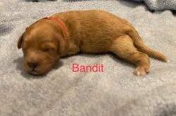 Bandit F1b Cavapoo puppy