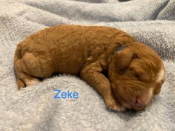 Zeke F1b cavapoo puppy