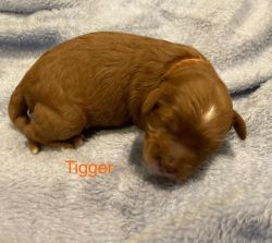 Tigger F1b cavapoo puppy