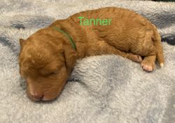 Tanner F1b cavapoo puppy