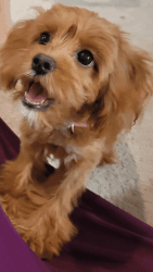 6 Month Old Cavapoo