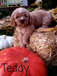Cavapoos for sale in Summerville South Carolina