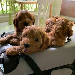 cavapoo puppies for sale