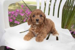 Cavapoo Puppies Available Now