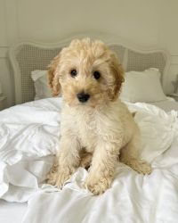 We have both cavapoo puppies for adoption