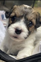 Cavamaltipoo puppies for sale. Born 9/27/22