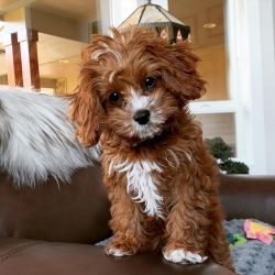 Male and Female cavapoo puppies for sale