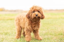 Male Cavapoo Puppy in Indiana