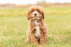 Male Cavapoo puppy in Indiana